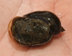 Ampullaceana balthica