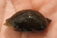 Ampullaceana balthica
