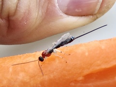 Calliephialtes grapholithae