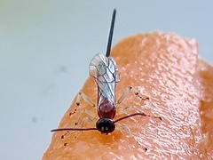 Calliephialtes grapholithae