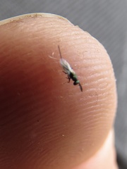 Calliephialtes grapholithae