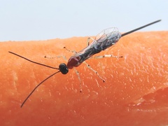 Calliephialtes grapholithae