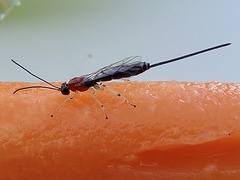 Calliephialtes grapholithae