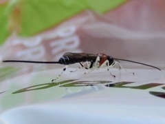 Calliephialtes grapholithae