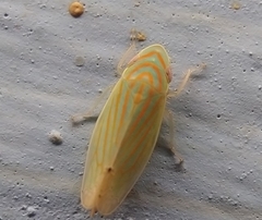 Linnavuoriella arcuata