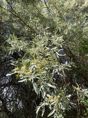 Elaeagnus angustifolia