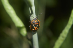 Eurydema gebleri