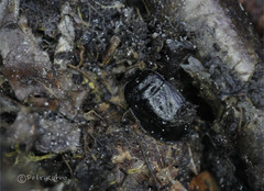 Adomerus biguttatus