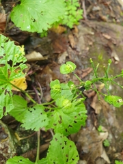Pachyphragma macrophyllum