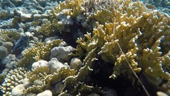 Millepora dichotoma