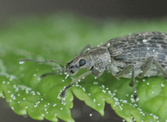 Polydrusus pilosus