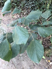Alchornea glandulosa
