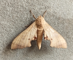 Marumba