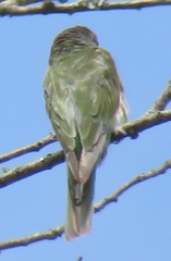 Merops persicus persicus