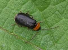 Silinae