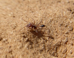 Ocymyrmex barbiger