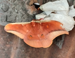 Antheraea assamensis