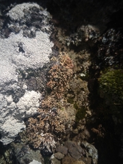 Sphaerophorus fragilis