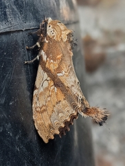 Dudusa synopla