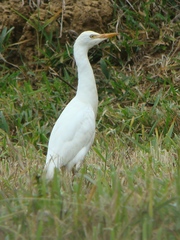 Bubulcus ibis
