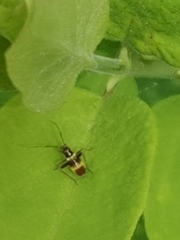 Closterotomus