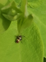 Closterotomus