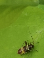 Closterotomus