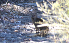 Cynictis penicillata