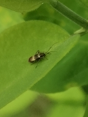 Closterotomus