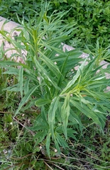 Chamaenerion angustifolium