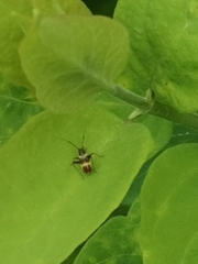Closterotomus