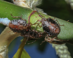 Discocephalinae