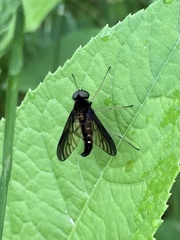 Chrysopilus connexus