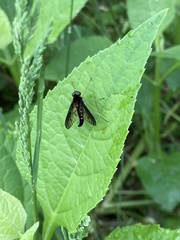 Chrysopilus connexus