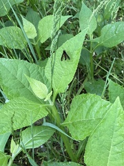 Chrysopilus connexus
