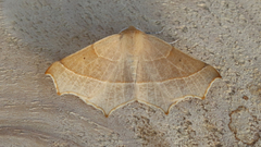 Tetracis cervinaria