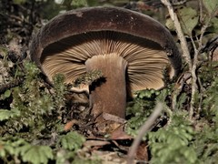 Lactifluus sepiaceus