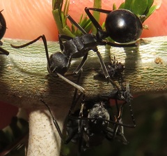 Polyrhachis gagates