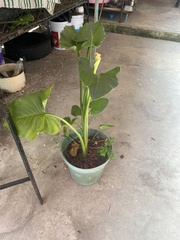 Zantedeschia aethiopica