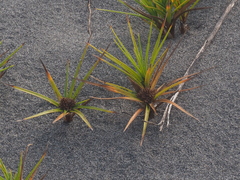 Cyperus pedunculatus