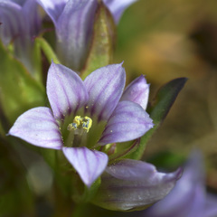 Gentianella turkestanorum