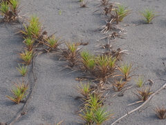 Cyperus pedunculatus