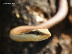 Dendrelaphis ashoki