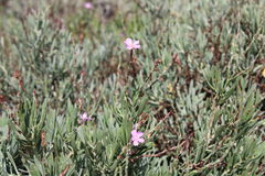 Limoniastrum monopetalum