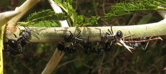 Polyrhachis gagates