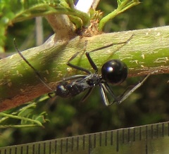 Polyrhachis gagates