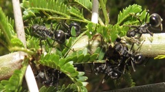 Polyrhachis gagates