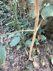 Alchornea glandulosa
