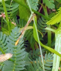 Ischnura hastata image
