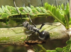 Polyrhachis gagates